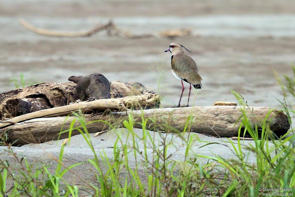 Southern Lapwingadult breeding