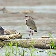 Southern Lapwing