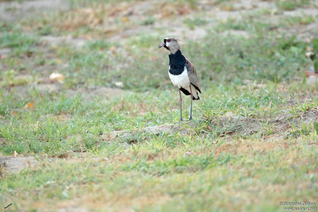 Southern Lapwingadult breeding