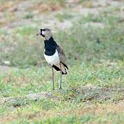 Southern Lapwing