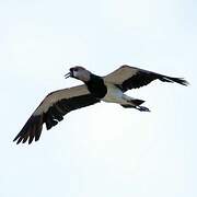 Southern Lapwing