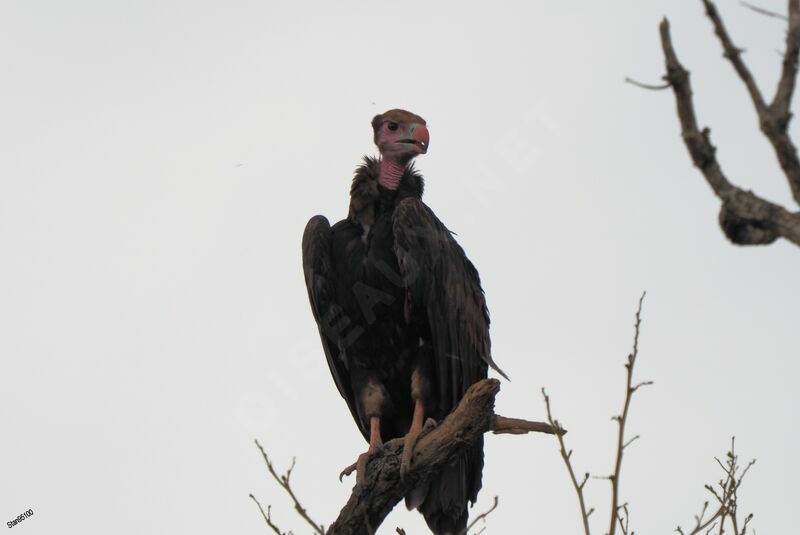 White-headed Vultureimmature