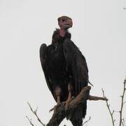 White-headed Vulture