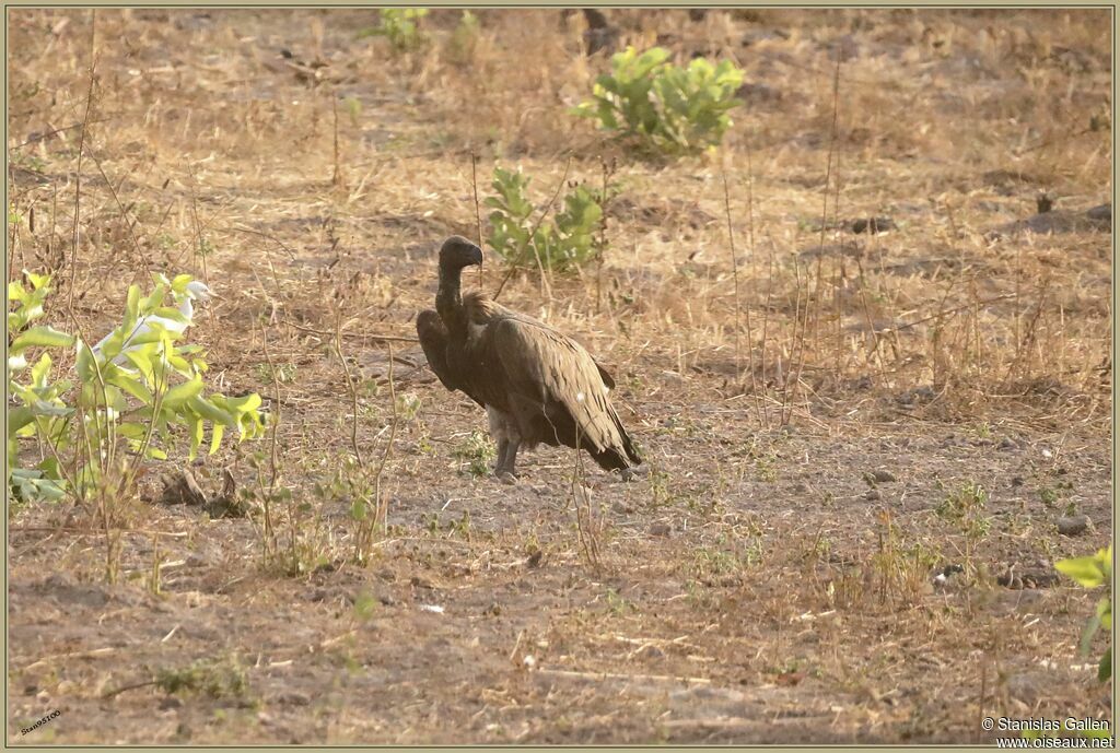 White-backed VultureFirst year