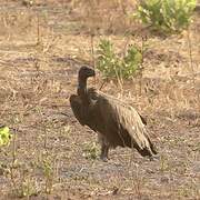 White-backed Vulture