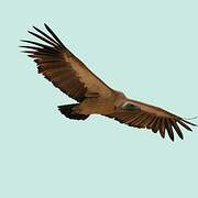 White-backed Vulture