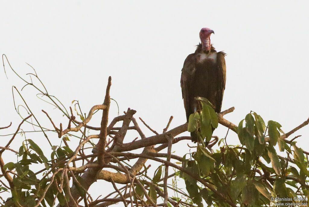 Vautour charognardadulte