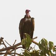 Hooded Vulture