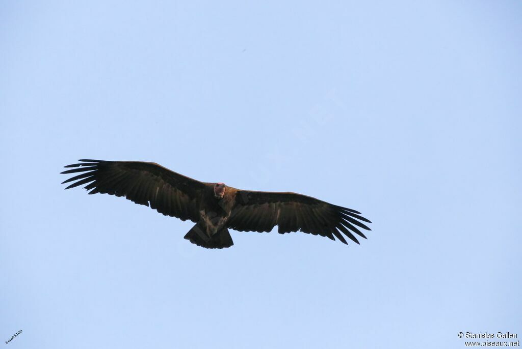 Hooded Vulture, Flight