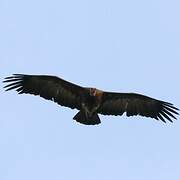 Hooded Vulture