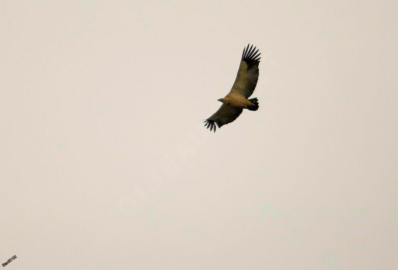 Cape Vultureadult, Flight