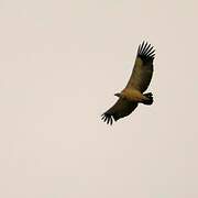 Cape Vulture