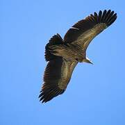 Himalayan Vulture