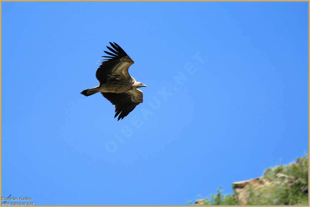 Himalayan Vultureimmature, Flight