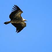 Himalayan Vulture