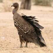 Rüppell's Vulture