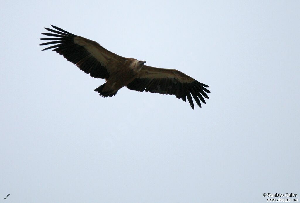 Griffon Vultureadult, Flight