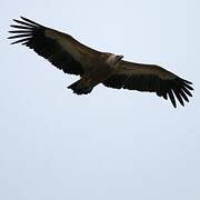 Griffon Vulture