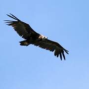 Cinereous Vulture