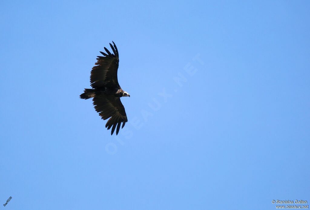 Cinereous Vultureadult, Flight