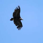 Cinereous Vulture