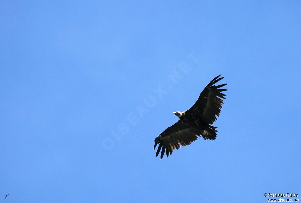 Cinereous Vulture