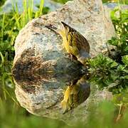 Corsican Finch