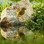 Corsican Finch