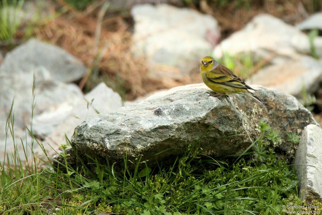 Corsican Finchadult breeding