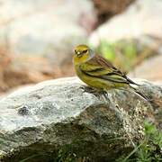 Corsican Finch