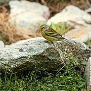 Corsican Finch