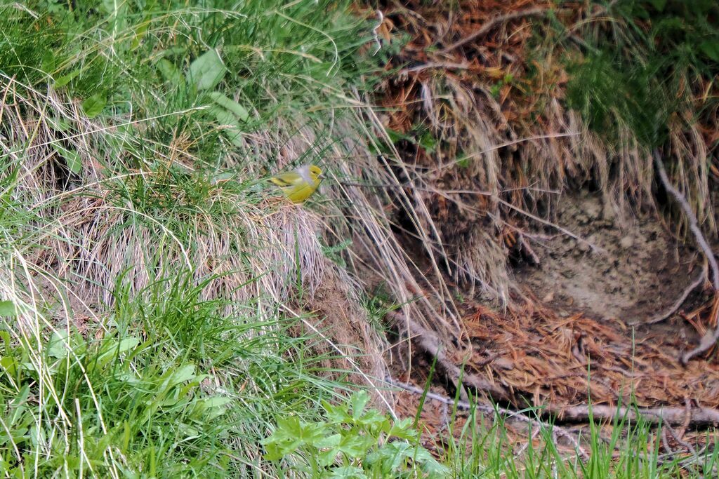 Citril Finch male adult breeding