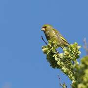 European Greenfinch