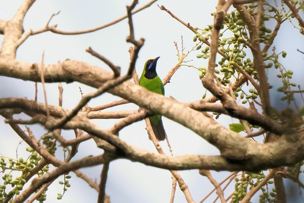 Golden-fronted Leafbird male adult breeding