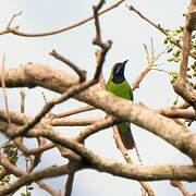 Golden-fronted Leafbird