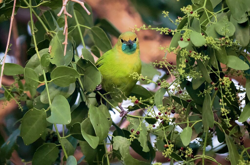 Verdin de Jerdon femelle adulte nuptial, mange