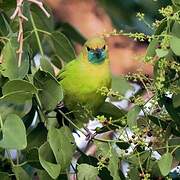 Jerdon's Leafbird