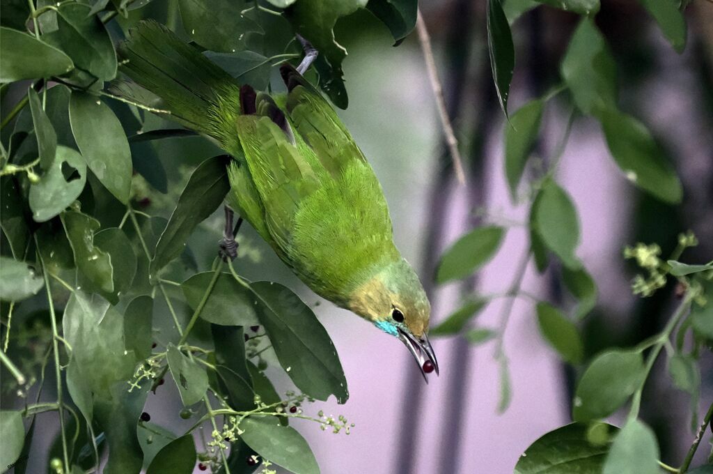 Jerdon's Leafbird female adult breeding