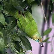 Jerdon's Leafbird