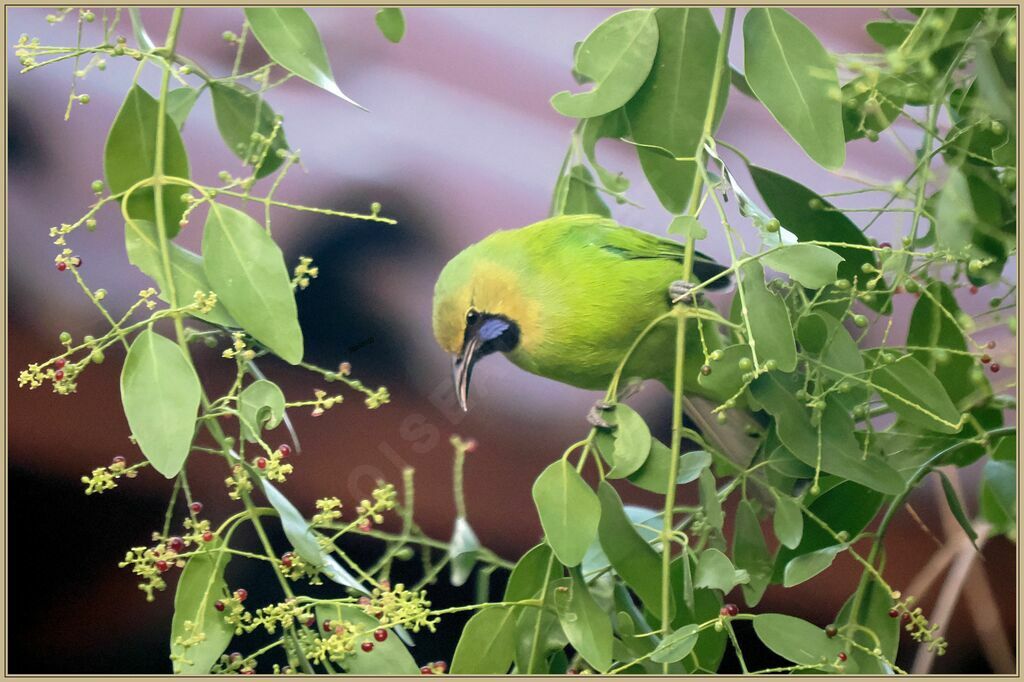 Jerdon's Leafbird male adult breeding