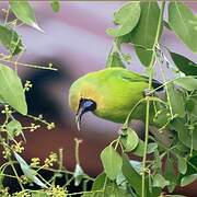 Jerdon's Leafbird