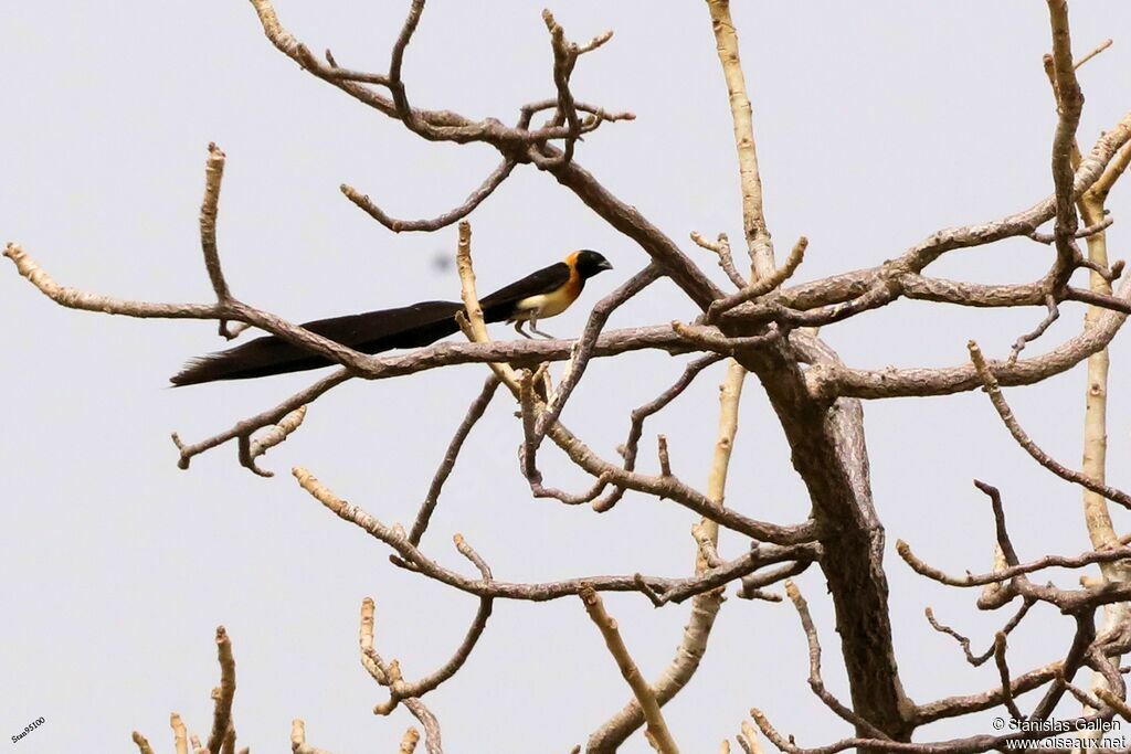 Sahel Paradise Whydahadult breeding