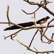 Sahel Paradise Whydah