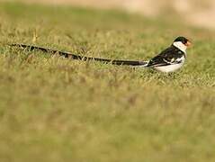 Pin-tailed Whydah