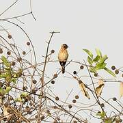 Exclamatory Paradise Whydah