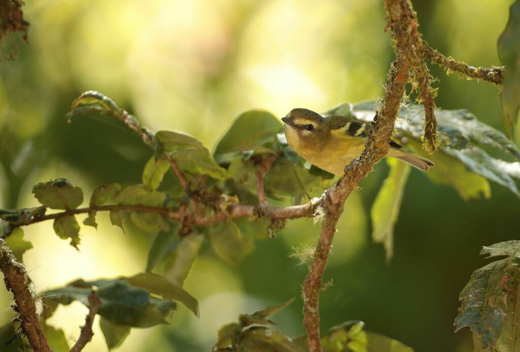 Yellow-winged Vireoadult