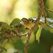 Yellow-winged Vireo