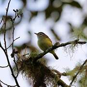 Brown-capped Vireo