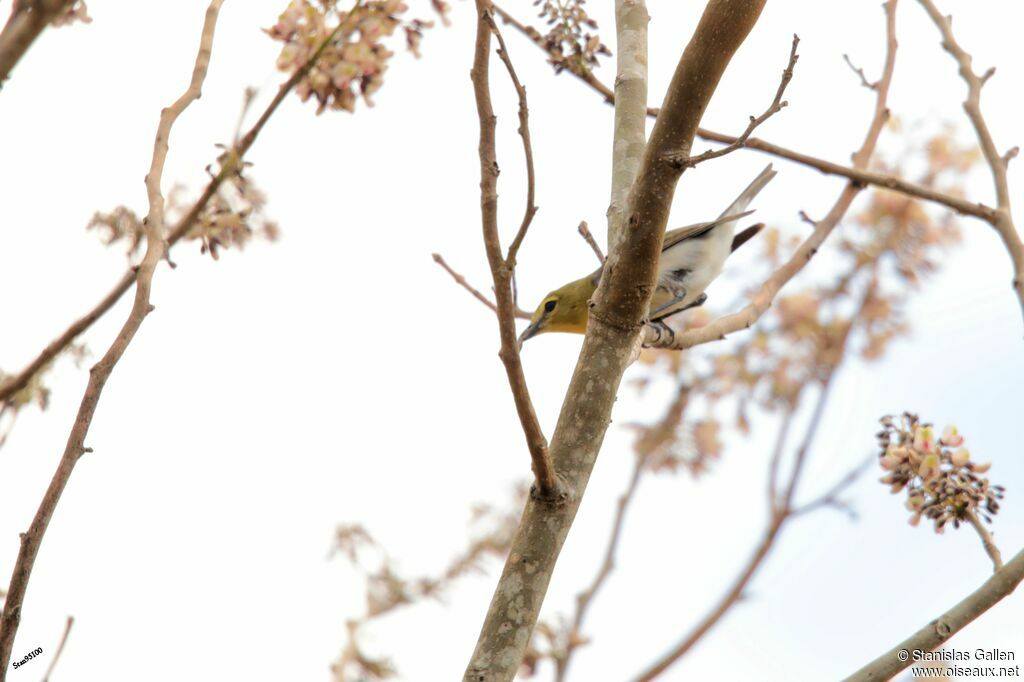 Yellow-throated Vireo male adult breeding