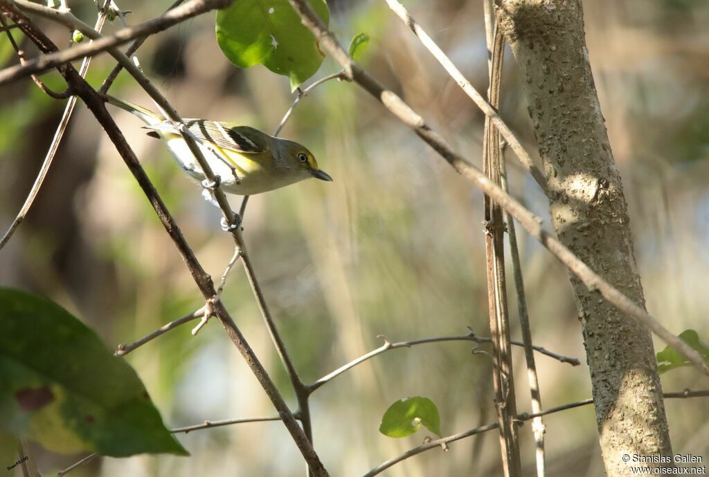 White-eyed Vireoadult